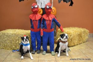 How to Keep Your Pets Safe on Halloween Pet City Canada