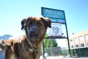 pet city canada