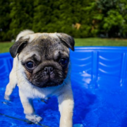 6 Best Ways to Keep your Dog Safe and Cool in the Heat