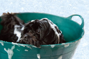 Pet City Canada - 5 Benefits of Regular Dog Grooming