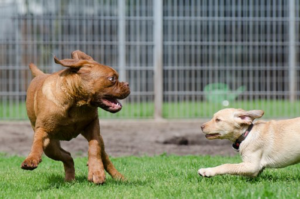 Kennel vs. In-home Pet-sitting