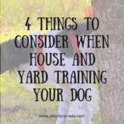 4 Things to Consider When House and Yard Training Your Dog