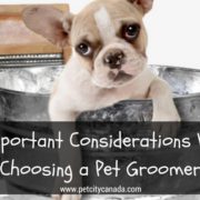 3 Important Considerations When Choosing a Pet Groomer