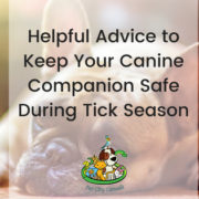 Helpful Advice to Keep Your Canine Companion Safe During Tick Season