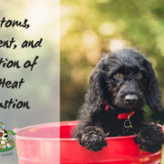 Pet City Canada Heat Exhaustion Dogs