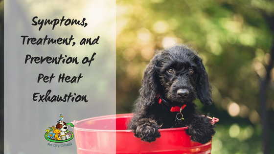 Signs, Symptoms, Treatment, and Prevention of Pet Heat Exhaustion