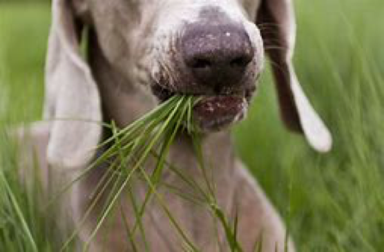 Tại sao chó ăn cỏ?