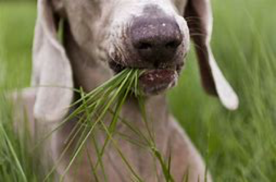 Pitbull best sale eating grass