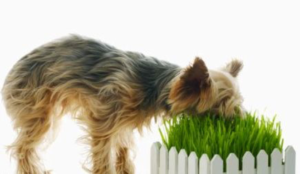 Top Reasons Your Dog Eats Long Grass and Throws It Up!