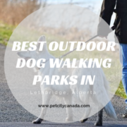 Best Outdoor Dog Walking Parks in Lethbridge Alberta