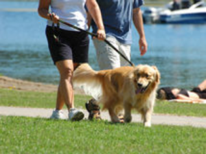 Best Outdoor Dog Walking Parks in Lethbridge, Alberta