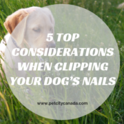 5 Top Considerations When Clipping Your Dogs Nails