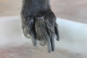 Top 5 Considerations When Clipping Your Dogs Nails