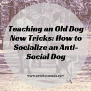 Teaching an Old Dog New Tricks: How to Socialize an Anti-Social Dog