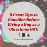 5 Great Tips to Consider Before Giving a Dog as a Gift