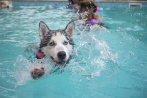 Dog Swimming Pools