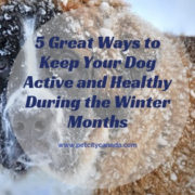 Keep Dog Healthy in Winter Months