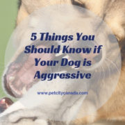 5 Things You Should Know if Your Dog is Aggressive