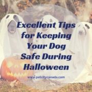 Dogs Safe for Halloween
