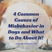 4 Common Causes of Misbehavior in Dogs and What to Do About It!