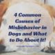 4 Common Causes of Misbehavior in Dogs and What to Do About It!