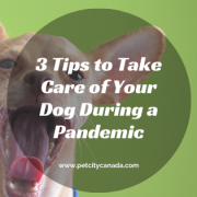 3 Tips to Take Care of Your Dog During a Pandemic